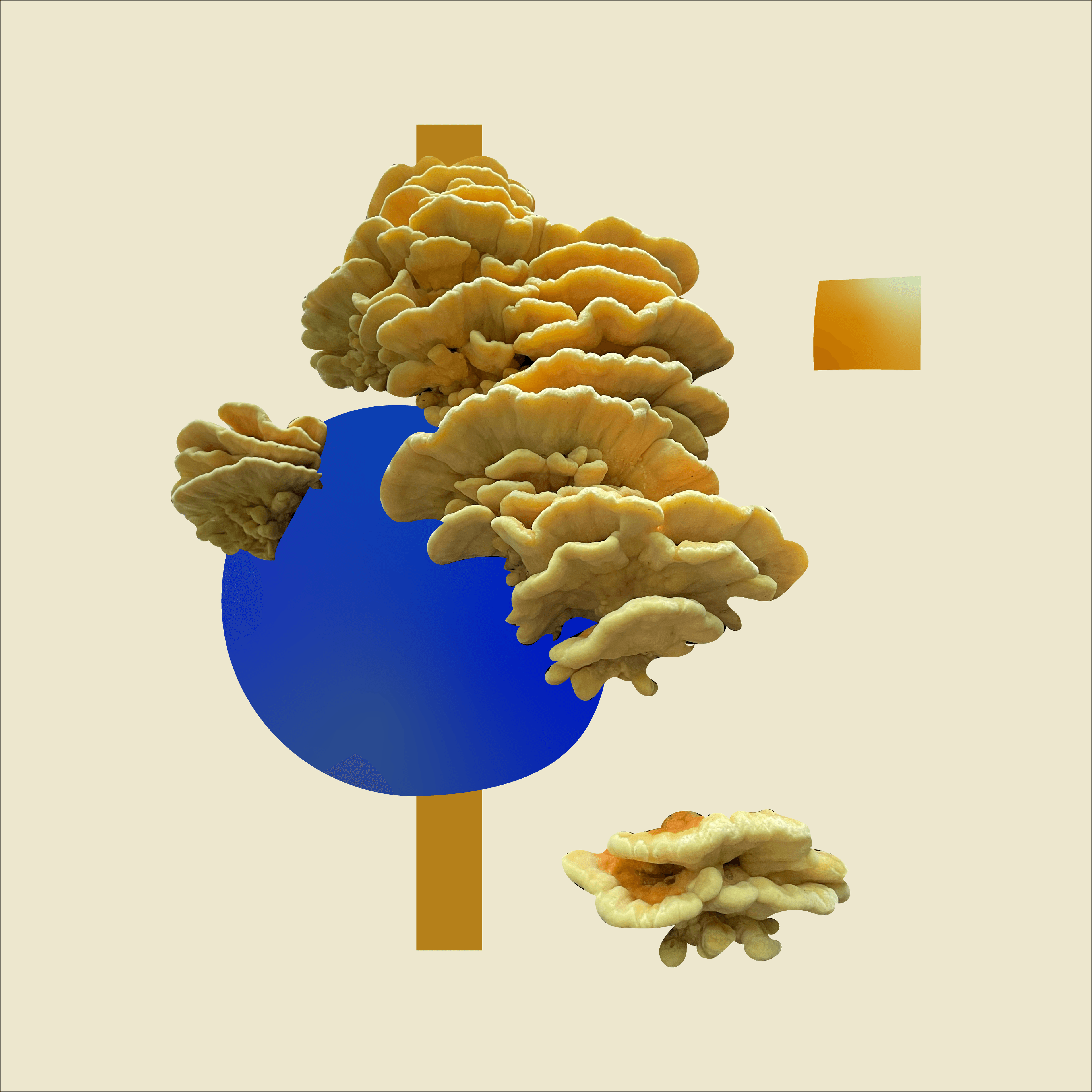 The collage showcases a cluster of Chicken of the Woods mushrooms, characterised by their layered, wavy structure and yellow-orange colours. These mushrooms are set against a cream background with a blue circle and gold rectangles dispersed around them, adding geometric contrast to the organic forms.