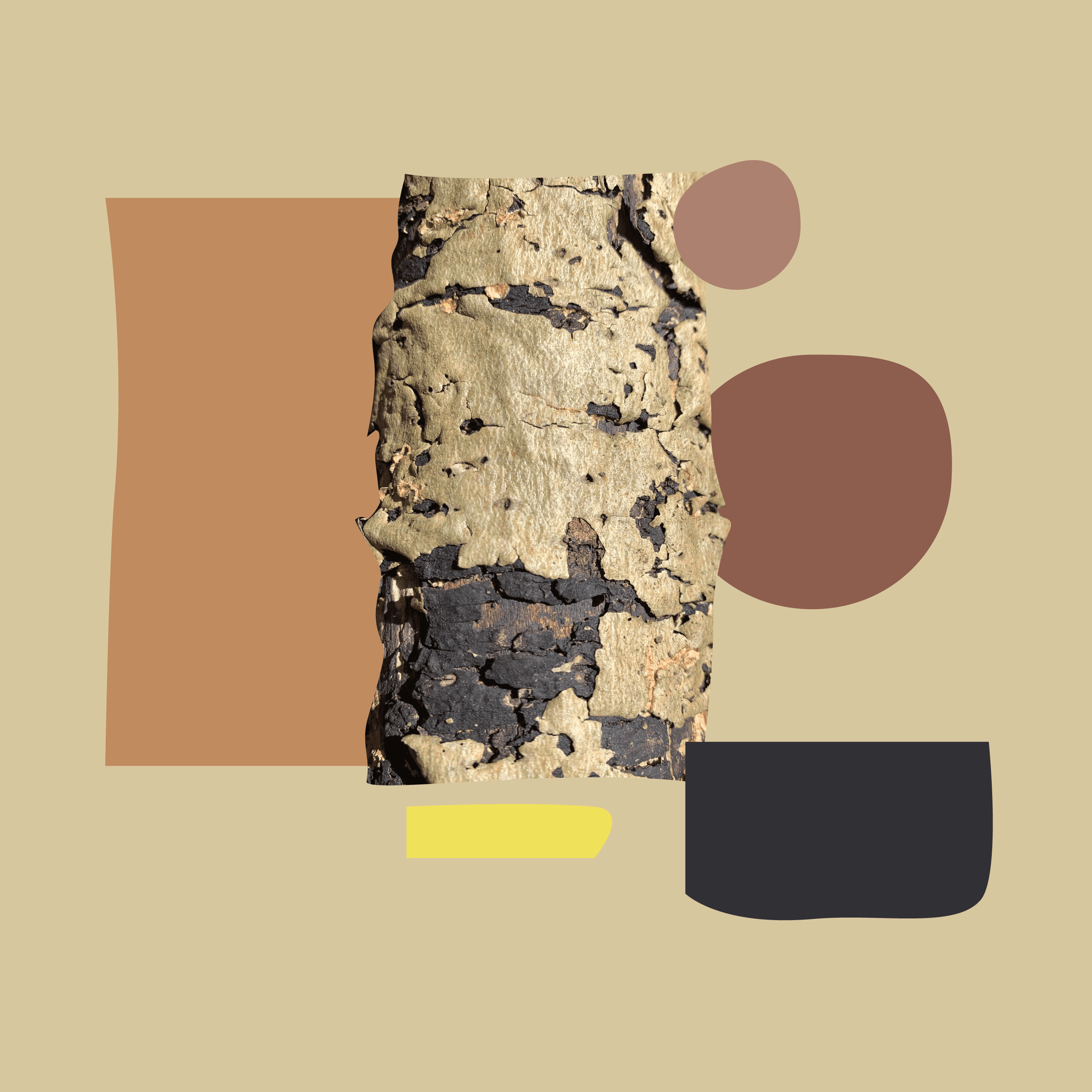 The central element of the image is a vertical strip of tree bark, showcasing green, brown, and black hues. The bark has a fragmented, rough texture. Floating around the bark are several abstract shapes: a brown rectangle on the left, two brown ovals on the right, a black irregular shape in the bottom right corner, and a small yellow rectangle near the bottom. The background is a solid beige colour.