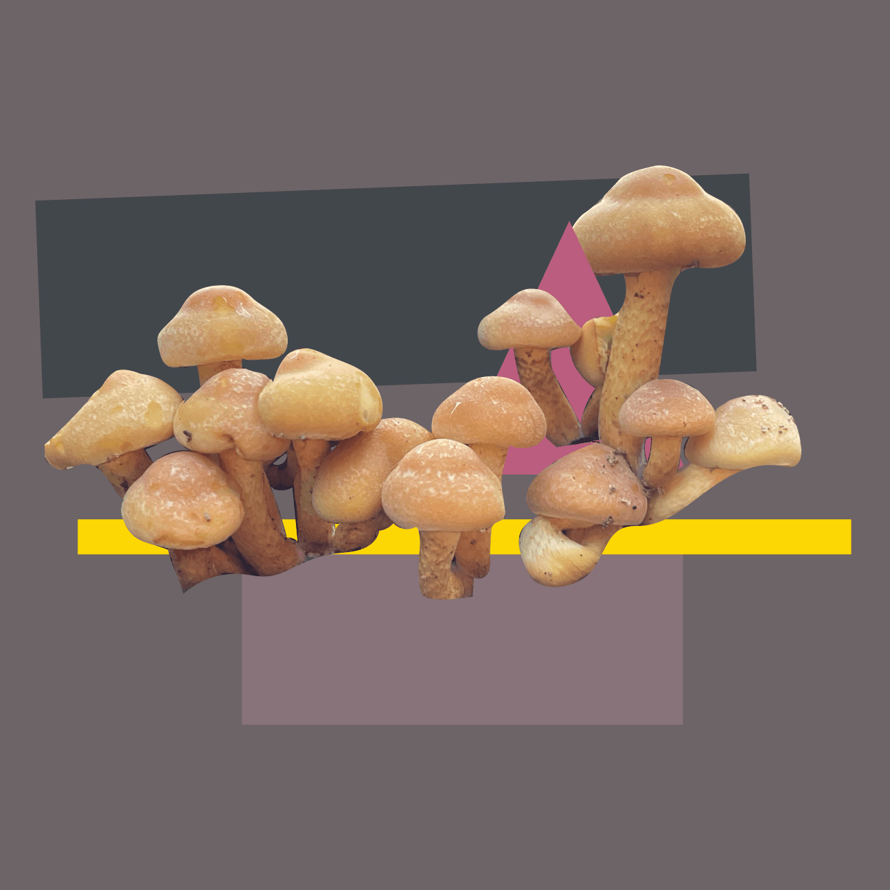 A collection of golden yellow mushrooms, known as Hypholoma fasciculare or sulphur tuft, is arranged in a tight cluster. They have smooth, rounded caps with faint texture. This cluster is set against an abstract geometric background featuring dark grey, pink, and yellow shapes that create a stark contrast with the fungi's natural tones.